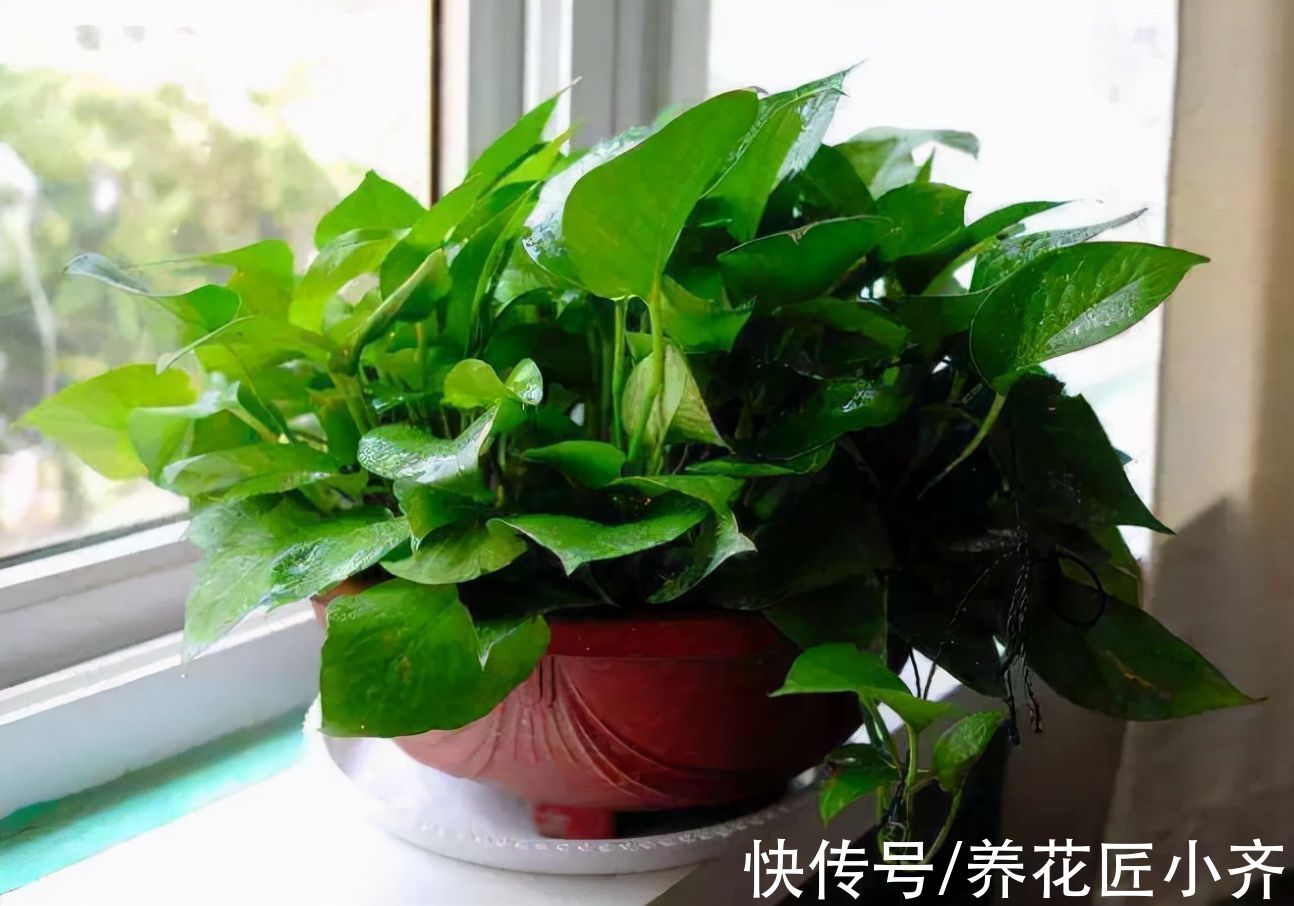 如果养不好绿萝,要记住“位置”摆放很重要,选对一年就能长爆盆