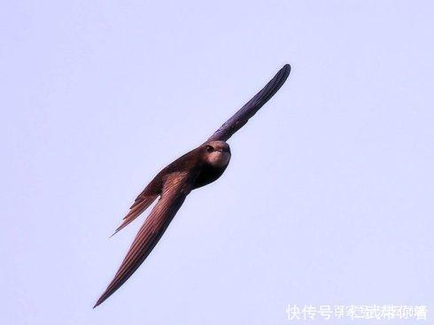 魂师|斗罗大陆:这三种武魂,可以让人发家致富