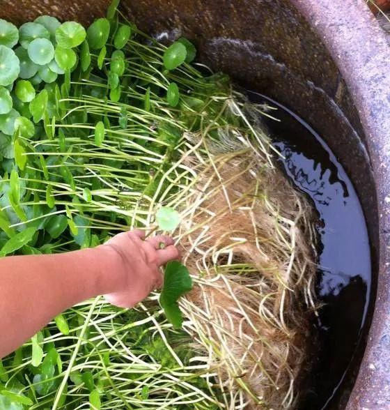 铜钱草养在这个地方,一周就爆盆,叶子能长成巴掌这么大