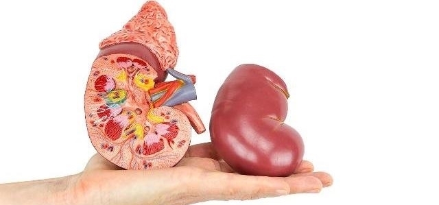 有肾结石的人,多喝水能排出结石吗?做好3点,肾脏或许更健康