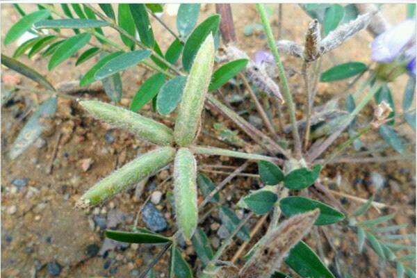 野草|农村一种野草,被称为“米口袋”,价值珍贵,若是遇见,请珍惜