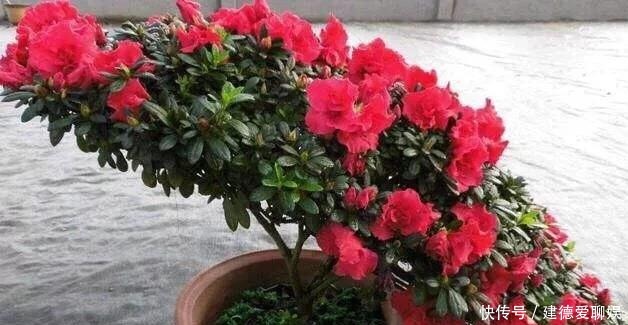 盆栽杜鹃花|冬季养杜鹃花,记住一点小细节,它会长得更茂盛,花苞多繁花似锦