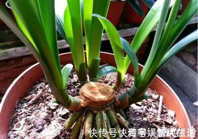 盆栽|李大姐养君子兰，开春“切一刀”，养60天，冒出9个芽，要爆盆了