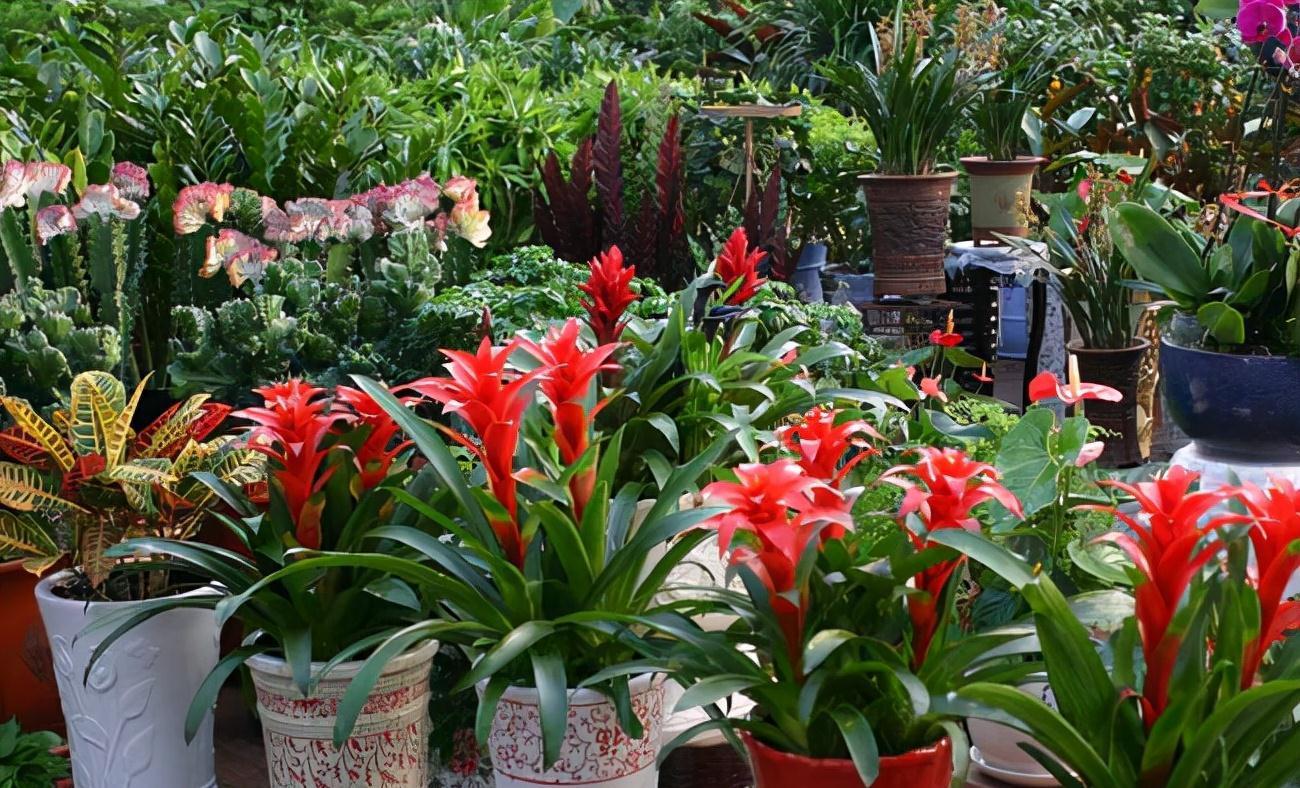 五种“旺宅花”，适合养客厅，一种比一种好养，一个比一个好看