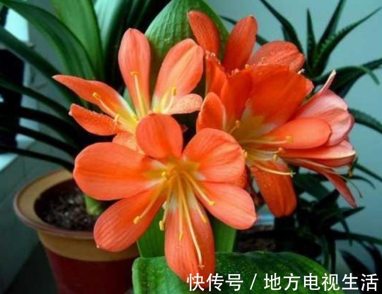 4种花漂亮又容易爆盆,越贱养越爆盆,花香四溢,优雅迷人