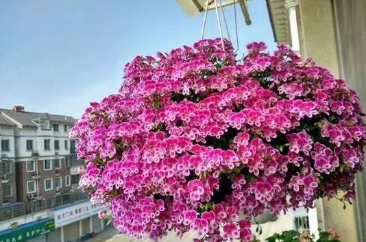 这5种花,吊起来养,开成花球,花多到看不到叶子!