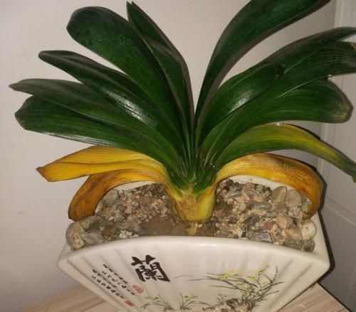 冬天养花,远离“3种水”,浇一次,黄叶一大片