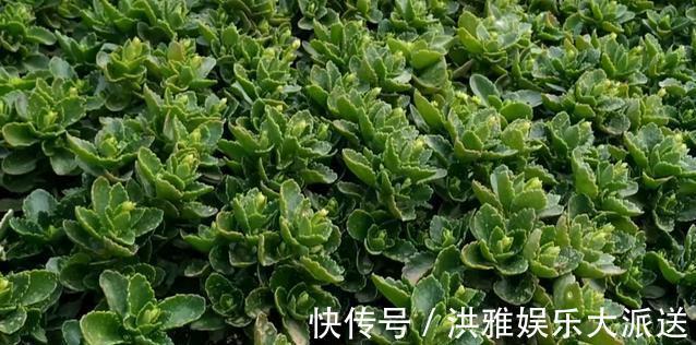 养花|养花先“养根”，高手用一招，养出根系“一尺长”，开花特别旺