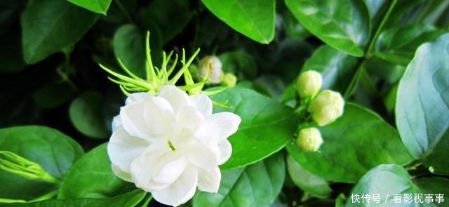 茉莉土加“一料”,根壮不黄叶,7天窜出一圈笋,养成繁花小老桩!