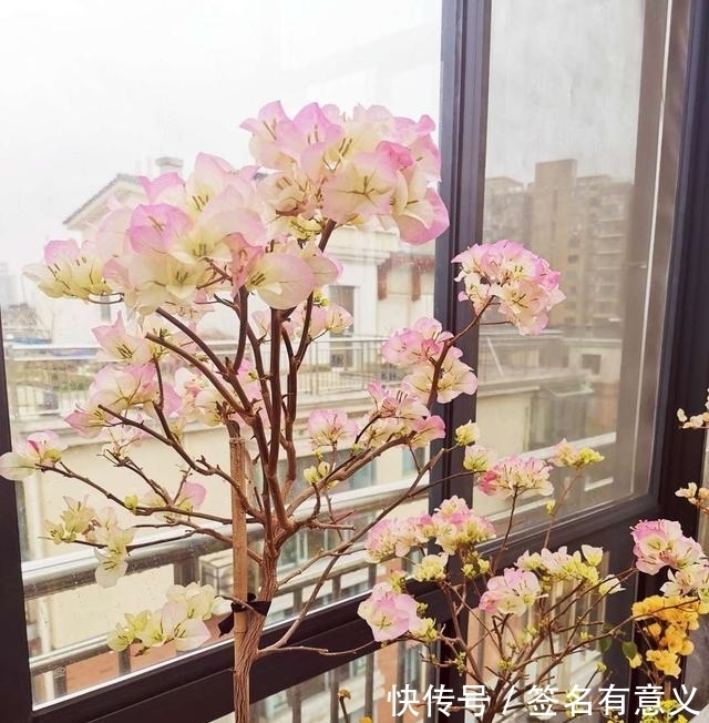 骨头|用一种废渣养三角梅,满树的花苞,开花一次接一次