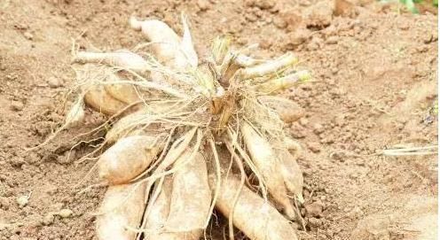 雪莲|水果如何在收获前生长稠密但昂贵雪莲很尴尬我不是《红薯》