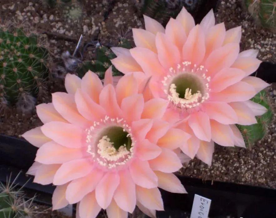 10种“养不死”的花，绿萝只能排最后一名，养死3种以上的举手