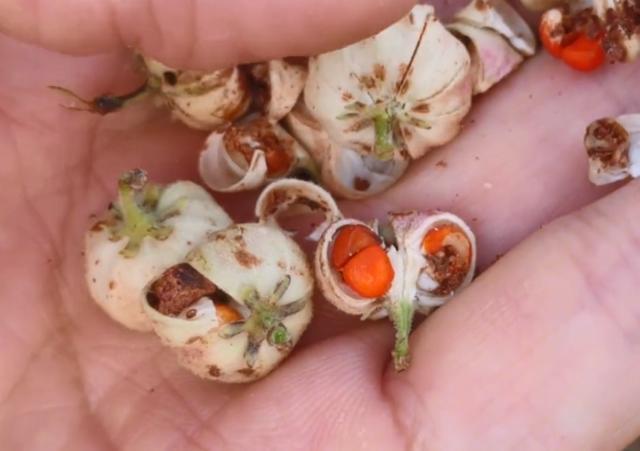 中年|没想到这种果子是治牙痛良药,城里药店买不到,在农村却无人摘