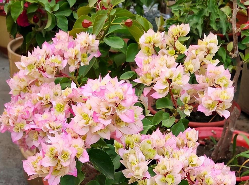 公认好养的“五种花”,漂亮又大气,还能养成老桩,越养越有价值