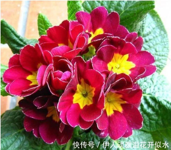 春花性|“3种花”养家里,开花惊艳,福气满满,吉祥富贵,财运来!