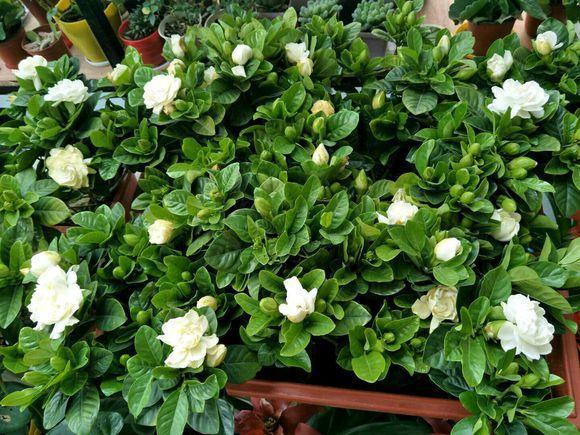 植株|4种花就靠“水养”,多浇水、长得快,花友嗜水如命