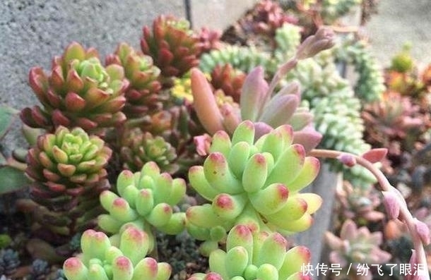 温度|如何让多肉变成糖果色?从4方面下功夫,个个不再带“菜色”