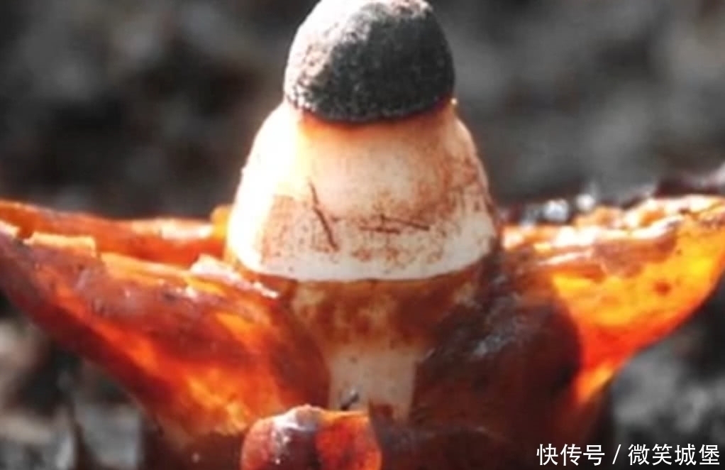 野草|山坡上的这种野草,选定一棵树就会呆一辈子,江湖人称“奴草”