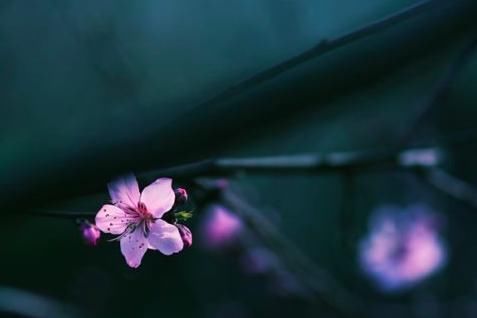 春宵#苏轼的这首诗,很多人记不住全诗,开篇7字却人人皆知