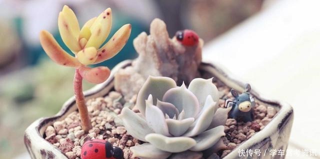 养多肉常见的4个误区,养啥都不行,怪不得养不久!