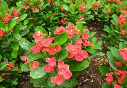 玉麒麟|3种懒人花,虽其貌不扬,但养起来真省心,少浇水挤一挤长得旺!