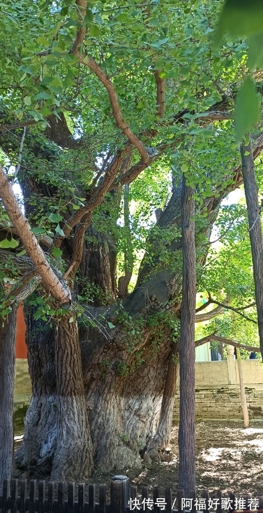 大觉寺|莱芜人在北京：游西山大觉寺