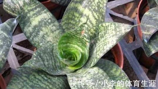 养虎皮兰,教你4点养护,繁殖小技巧,叶片油绿长势快