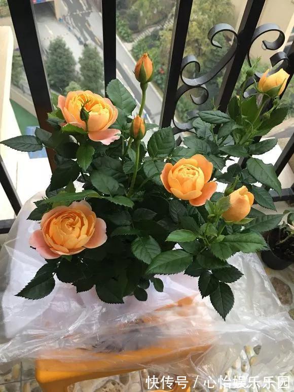 路边一堆“名贵花”，丢人也要捡，捡回家养2个月就开花！