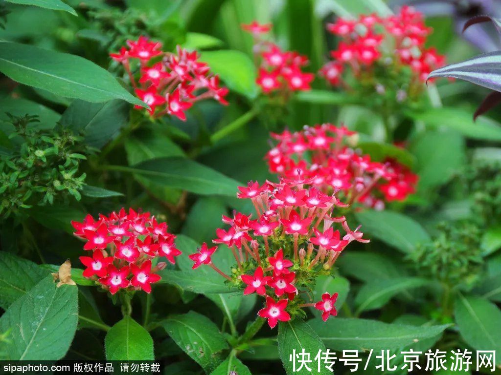 京西稻|秋游首站!北京“小镰仓”漫画电车站,车票仅3元!