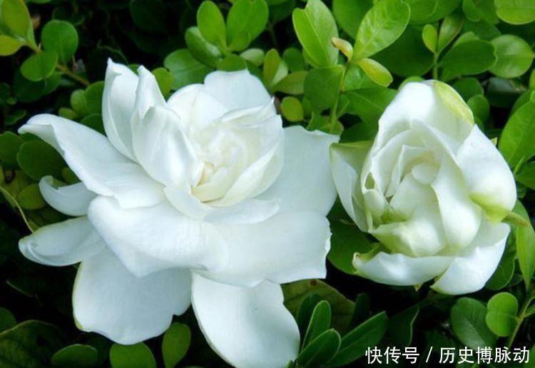 漂亮|4种花漂亮易爆盆，年年开花不断，养在家里繁花似锦