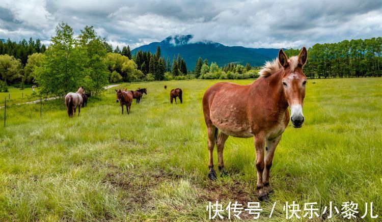 真爱|属龙人的真爱会是哪个生肖？情投意合，白头偕老，婚姻幸福美满