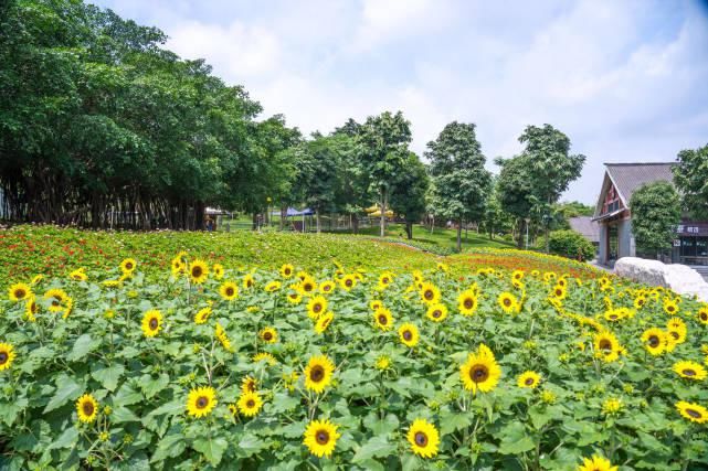 南宁这处5A级景区，门票只要20元，站在山顶城市风光尽收眼底