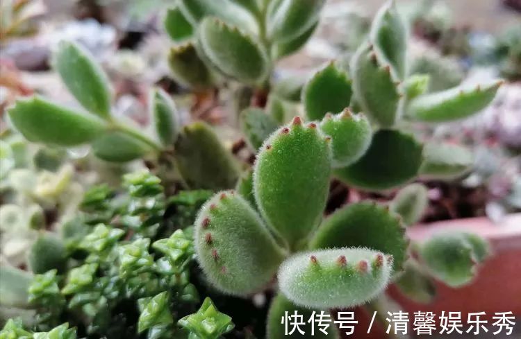 90后川妹子的“丑肉”逆袭记！时光不弃，多肉常在！