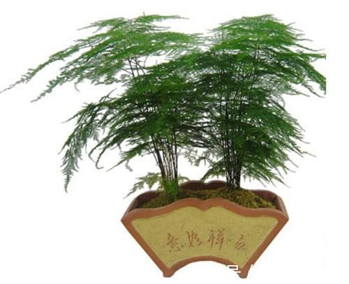 喜欢牡丹，不如养“优良月季”索尼亚里基尔，花繁叶茂，赏心悦目