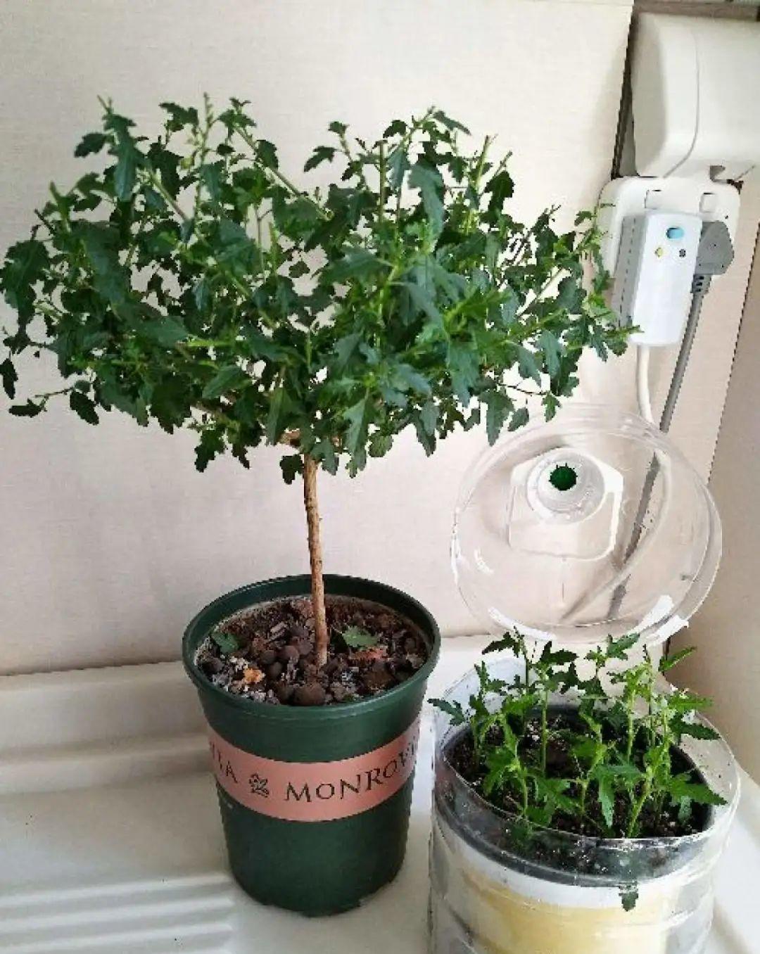 种花|8种花赶紧剃头,剃得越狠,开花越多