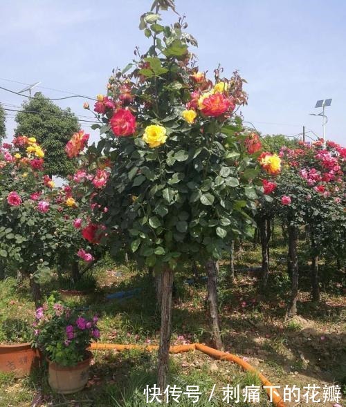 这2种花养成老桩不划算，不及时修剪，花都不开了！