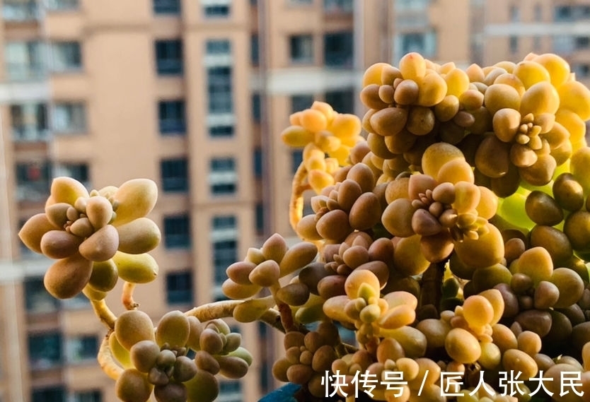 钱串子|19种多肉,花市买来像白捡,离流行趋势更近了