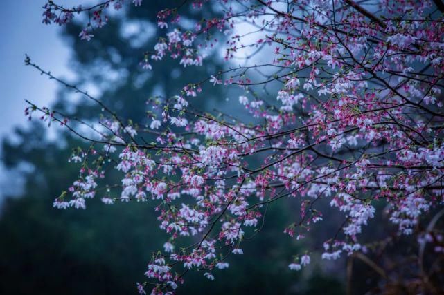 老年|春风拂面百花开 浦江“私藏”了整个春天