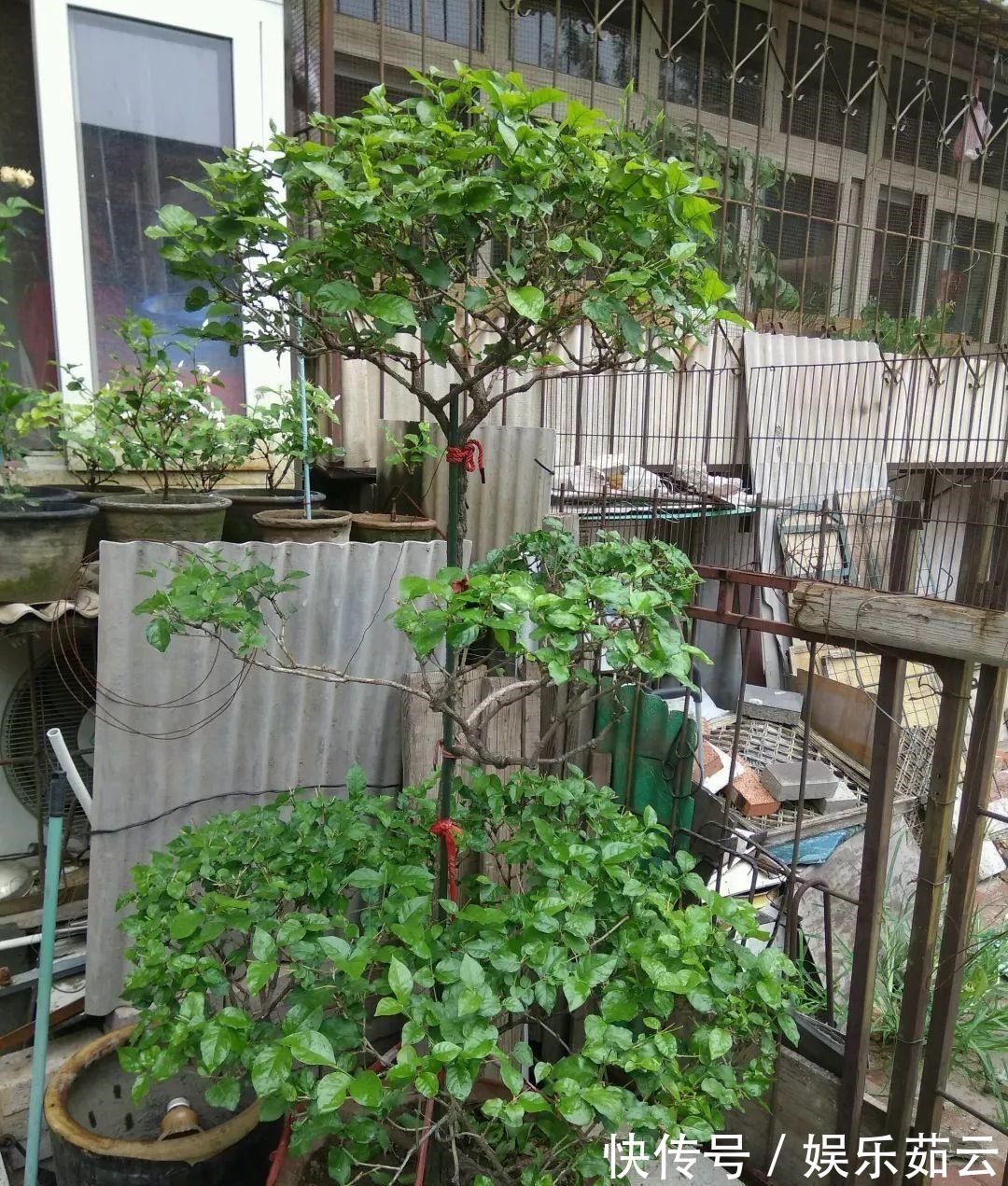 拉枝|茉莉狠心剪几刀,呼呼窜成3层塔,开花满树香味足