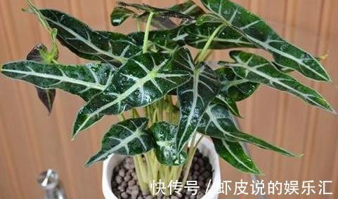 还用茶水浇花,这些坏处要知道,使用方法很重要,看看吧