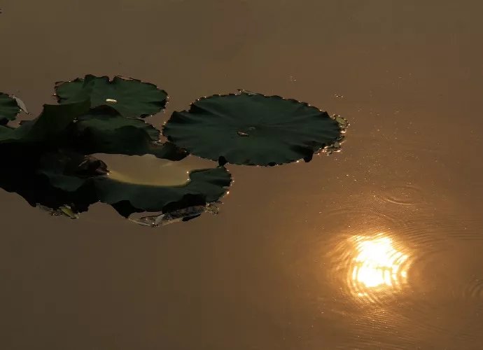 寒蝉|立秋之后,寒蝉鸣