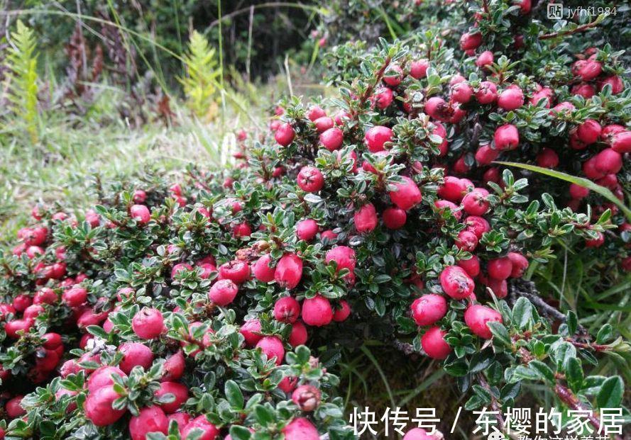 邻居捡到野货树桩,种盆里价值不菲,羡慕啊!