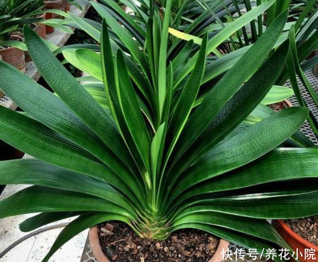 阴凉处|夏天太热，6种花要休眠，切记不要乱施肥，放到阴凉处静养