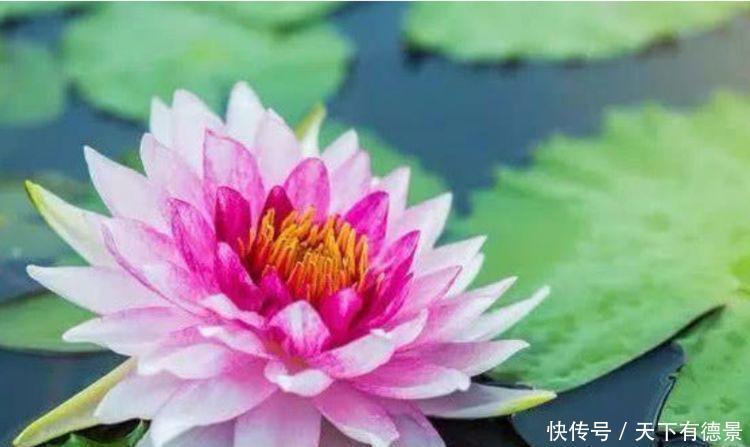 “4种花”最适合春天养,漂亮迷人,一次开花200朵!