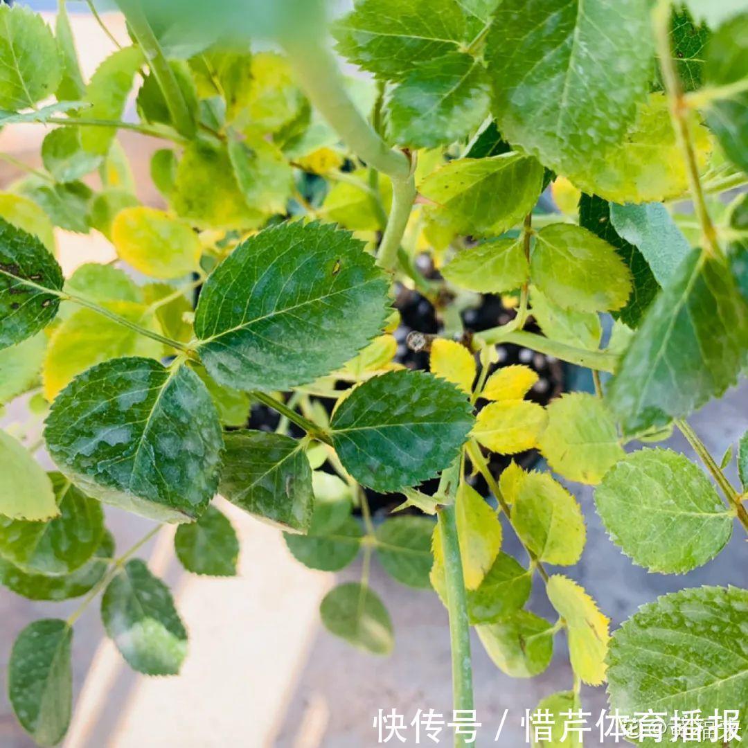 9个开花劳模,施肥不能停,不然越养越差劲