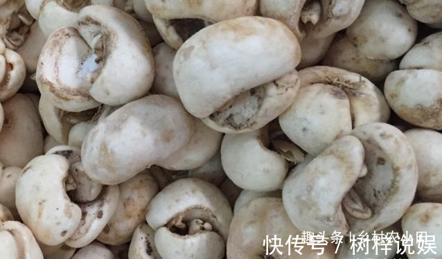 巫师|告诉家乡人,山中遇见此草,请别摘掉,目前1000多元一斤