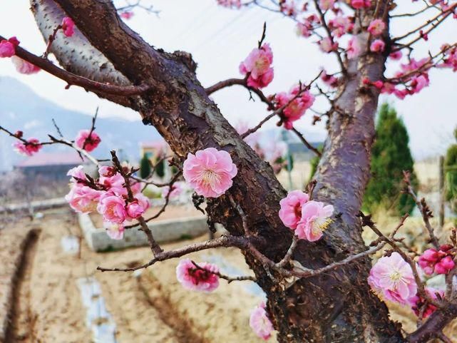 春水初生，春花初绽，春风十里在等你