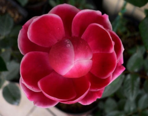 喜欢菊花,不如养盆精品月季玛丽玫瑰,多季开花,简单打理开满阳