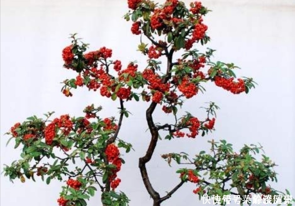 榆树|野外5种常见的树，制作成盆景，美观大方，观赏价值高