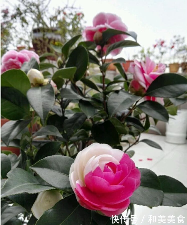 土壤|错用这几种土种茶花,难怪茶花老长不好,黄叶不开花!